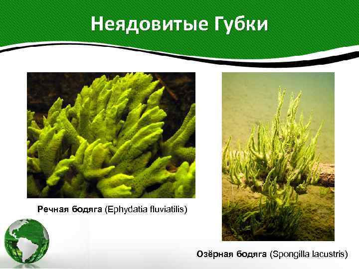    Неядовитые Губки Речная бодяга (Ephydatia fluviatilis)     Озёрная