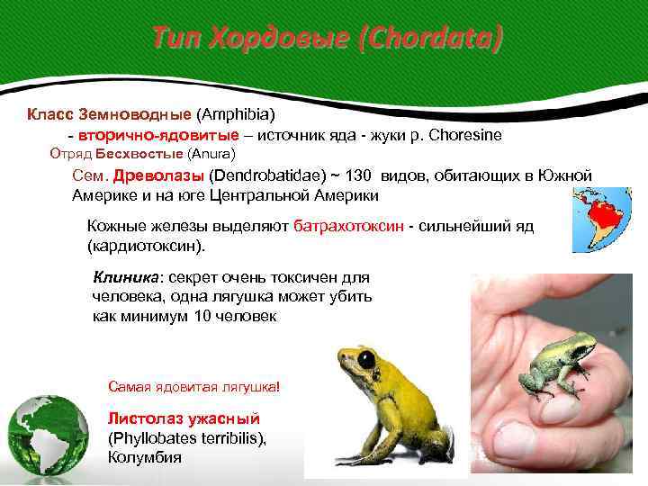     Тип Хордовые (Chordata) Класс Земноводные (Amphibia) - вторично-ядовитые – источник