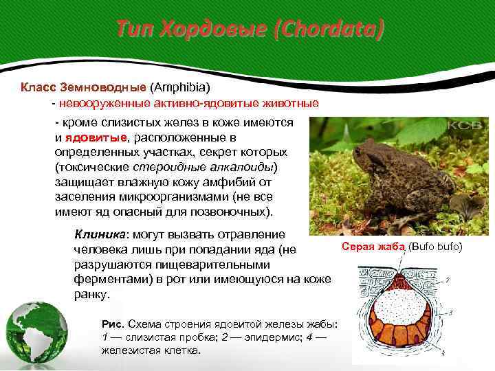    Тип Хордовые (Chordata) Класс Земноводные (Amphibia) - невооруженные активно-ядовитые животные -