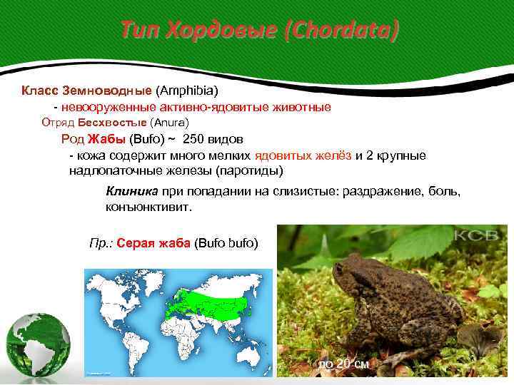     Тип Хордовые (Chordata) Класс Земноводные (Amphibia) - невооруженные активно-ядовитые животные