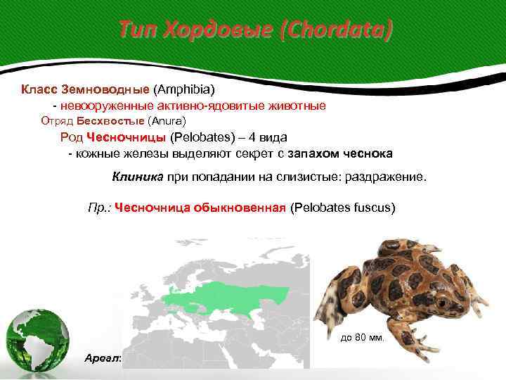     Тип Хордовые (Chordata) Класс Земноводные (Amphibia) - невооруженные активно-ядовитые животные