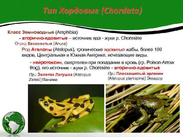     Тип Хордовые (Chordata) Класс Земноводные (Amphibia) - вторично-ядовитые – источник