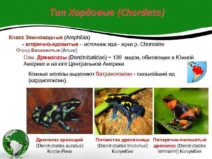     Тип Хордовые (Chordata) Класс Земноводные (Amphibia) - вторично-ядовитые – источник