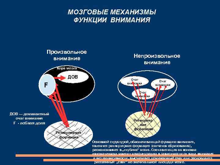 МОЗГОВЫЕ МЕХАНИЗМЫ ФУНКЦИИ ВНИМАНИЯ Произвольное внимание Непроизвольное внимание Кора мозга ДОВ F Очаг внимания