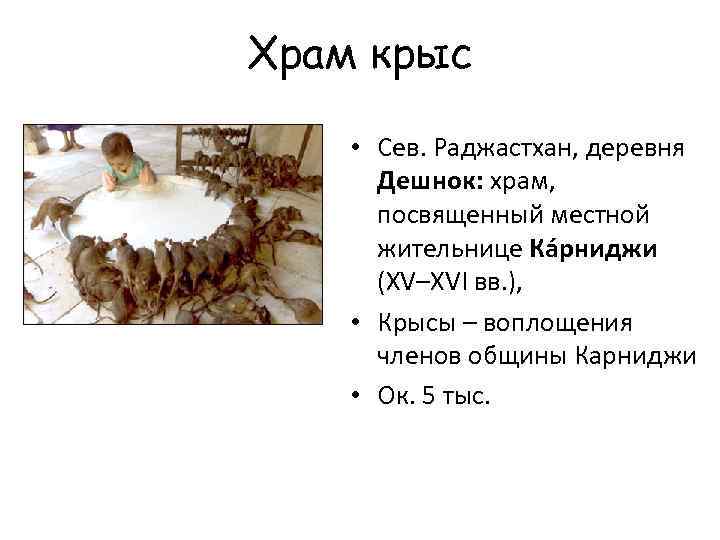 Храм крыс • Сев. Раджастхан, деревня  Дешнок: храм,  посвященный местной  жительнице