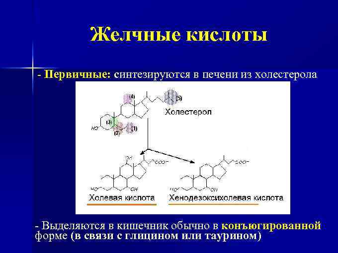 Желчные кислоты - Первичные: синтезируются в печени из холестерола - Выделяются в кишечник обычно