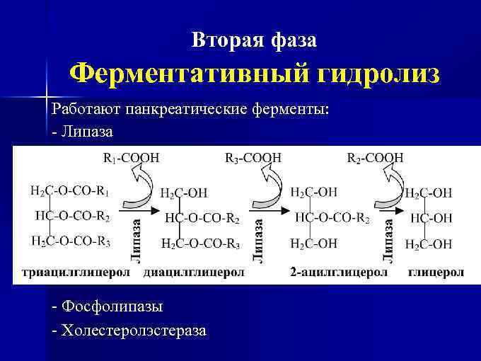 Вторая фаза Ферментативный гидролиз Работают панкреатические ферменты: - Липаза - Фосфолипазы - Холестеролэстераза 