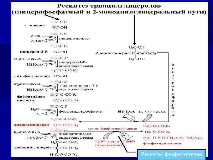 Схема синтеза глицерофосфолипидов биохимия