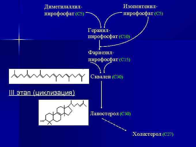 Изопентенилпирофосфат (С 5) Диметилаллилпирофосфат (С 5) Геранилпирофосфат (С 10) Фарнезилпирофосфат (С 15) Сквален (С