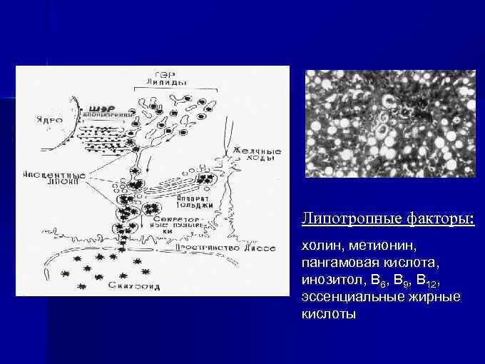 Липотропные факторы: холин, метионин, пангамовая кислота, инозитол, В 6, В 9, В 12, эссенциальные