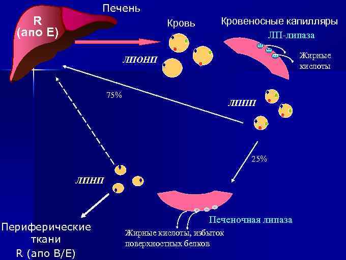 Печень R (апо Е) Кровь Кровеносные капилляры ЛП-липаза Жирные кислоты ЛПОНП 75% ЛППП 25%
