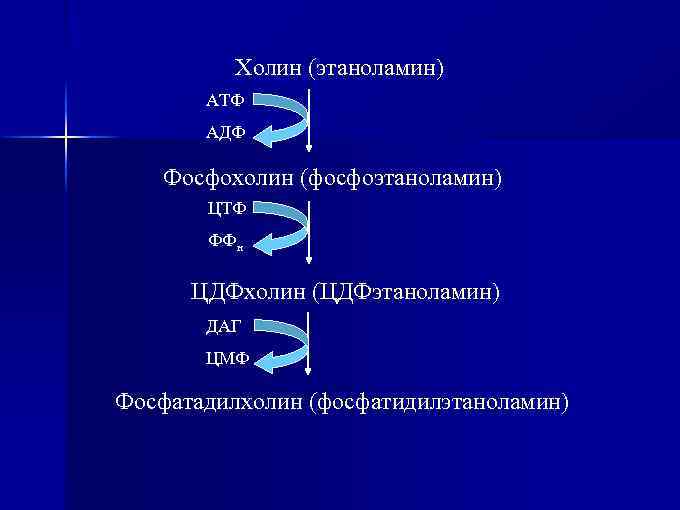 Холин (этаноламин) АТФ АДФ Фосфохолин (фосфоэтаноламин) ЦТФ ФФн ЦДФхолин (ЦДФэтаноламин) ДАГ ЦМФ Фосфатадилхолин (фосфатидилэтаноламин)