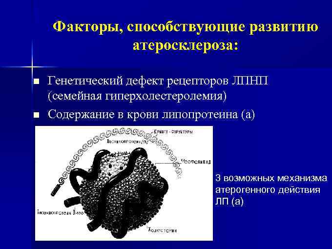 Факторы, способствующие развитию атеросклероза: n n Генетический дефект рецепторов ЛПНП (семейная гиперхолестеролемия) Содержание в