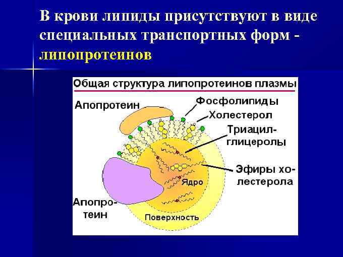 Ресинтез липидов в стенке кишечника