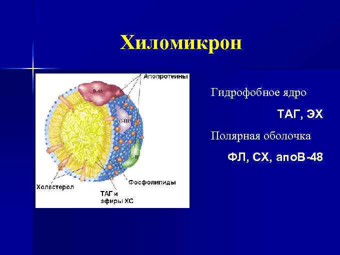 Хиломикрон Гидрофобное ядро ТАГ, ЭХ Полярная оболочка ФЛ, СХ, апо. В-48 