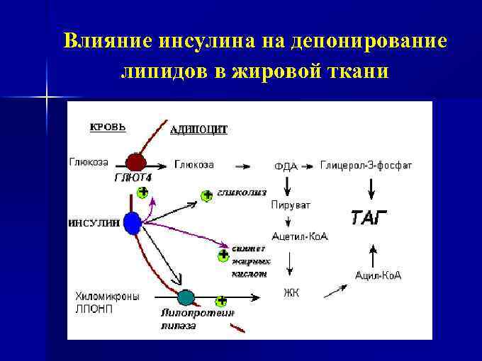 Влияние инсулина на депонирование липидов в жировой ткани 