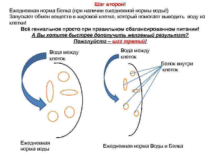       Шаг второй! Ежедневная норма Белка (при наличии ежедневной