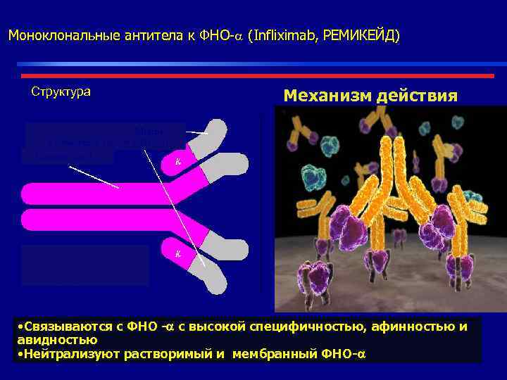 Моноклональные антитела к ФНО- (Infliximab, РЕМИКЕЙД) Структура     Механизм действия 