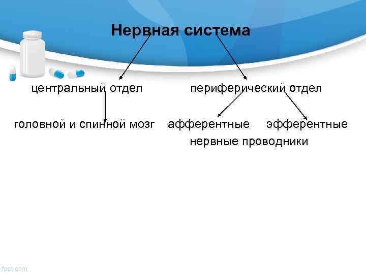     Нервная система центральный отдел   периферический отдел головной и