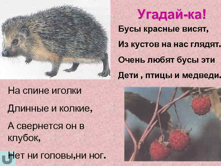       Угадай-ка!     Бусы красные висят,