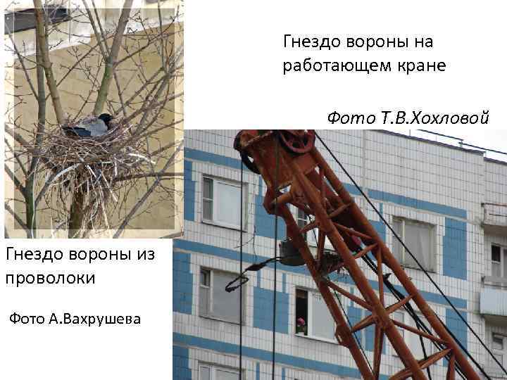 Гнездо вороны на работающем кране Фото Т. В. Хохловой Гнездо вороны из проволоки Фото