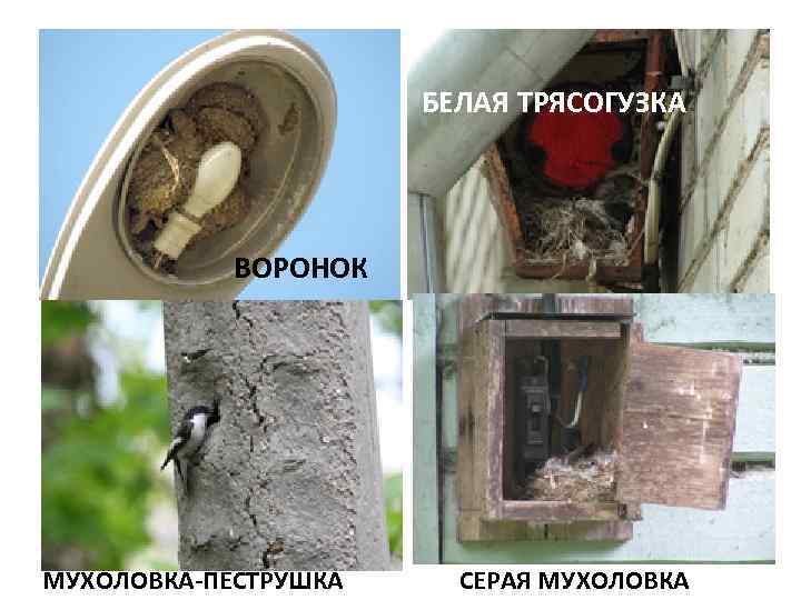 БЕЛАЯ ТРЯСОГУЗКА ВОРОНОК МУХОЛОВКА-ПЕСТРУШКА СЕРАЯ МУХОЛОВКА 