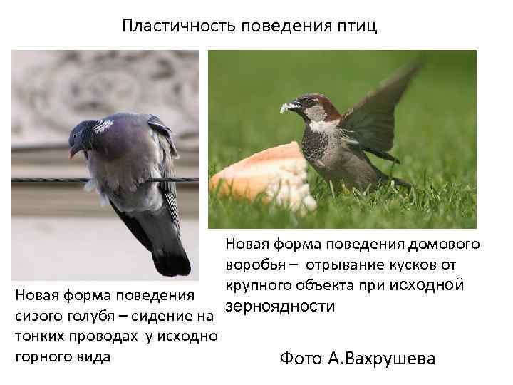 Пластичность поведения птиц Новая форма поведения сизого голубя – сидение на тонких проводах у
