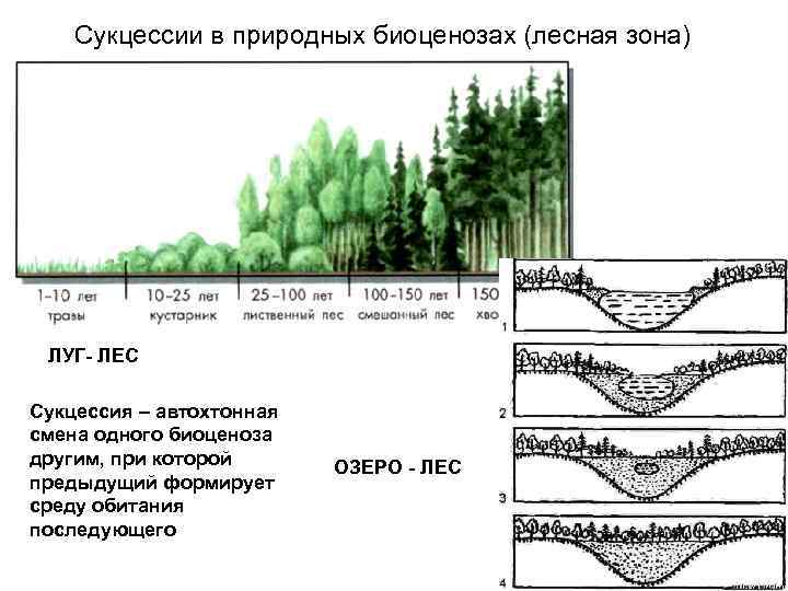 По предоставленному рисунку установите последовательность зарастания водоема