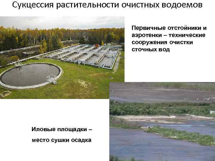 Сукцессия растительности очистных водоемов Первичные отстойники и аэротенки – технические сооружения очистки сточных вод