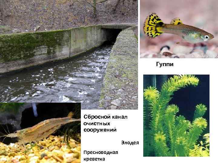 Гуппи Сбросной канал очистных сооружений Элодея Пресноводная креветка 