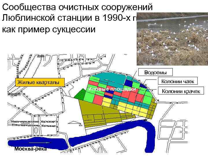 Сообщества очистных сооружений Люблинской станции в 1990 -х гг. как пример сукцессии Водоемы Колонии