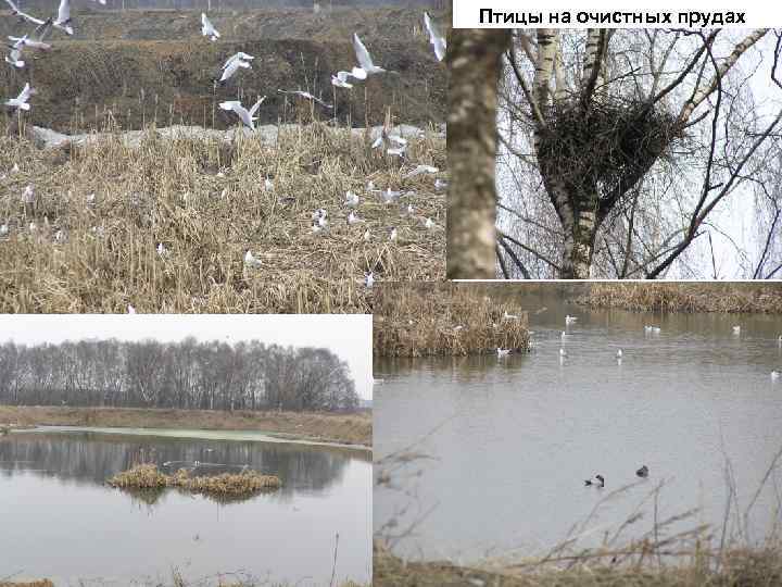 Птицы на очистных прудах 