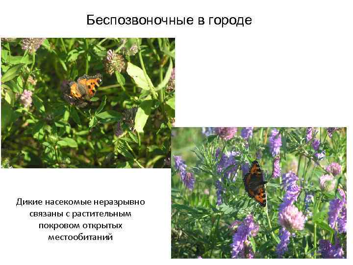 Беспозвоночные в городе Дикие насекомые неразрывно связаны с растительным покровом открытых местообитаний 