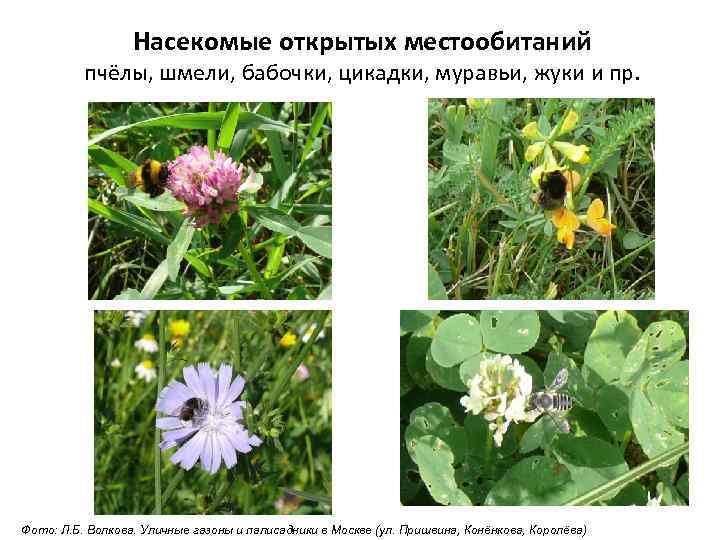 Насекомые открытых местообитаний пчёлы, шмели, бабочки, цикадки, муравьи, жуки и пр. Фото: Л. Б.