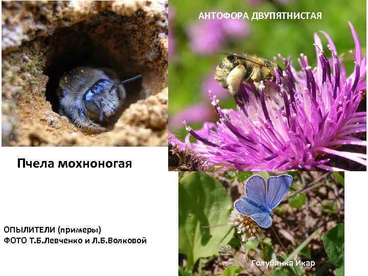 АНТОФОРА ДВУПЯТНИСТАЯ Пчела мохноногая ОПЫЛИТЕЛИ (примеры) ФОТО Т. Б. Левченко и Л. Б. Волковой