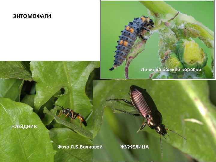 ЭНТОМОФАГИ Личинка божьей коровки НАЕЗДНИК Фото Л. Б. Волковой ЖУЖЕЛИЦА 