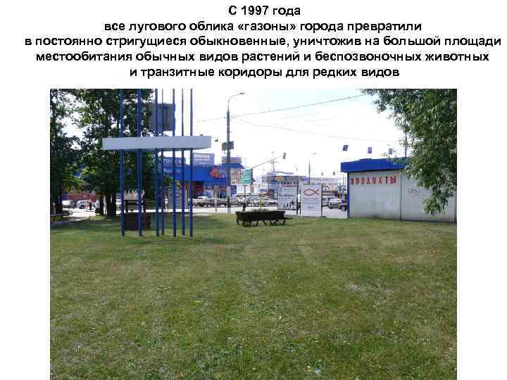 С 1997 года все лугового облика «газоны» города превратили в постоянно стригущиеся обыкновенные, уничтожив