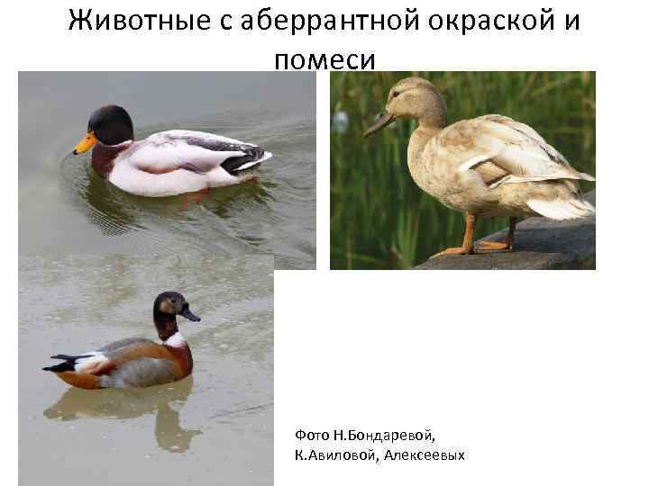 Животные с аберрантной окраской и помеси Фото Н. Бондаревой, К. Авиловой, Алексеевых 