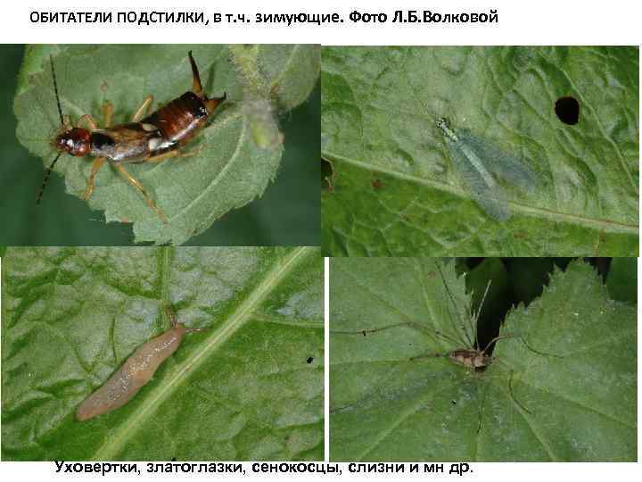 ОБИТАТЕЛИ ПОДСТИЛКИ, в т. ч. зимующие. Фото Л. Б. Волковой Уховертки, златоглазки, сенокосцы, слизни