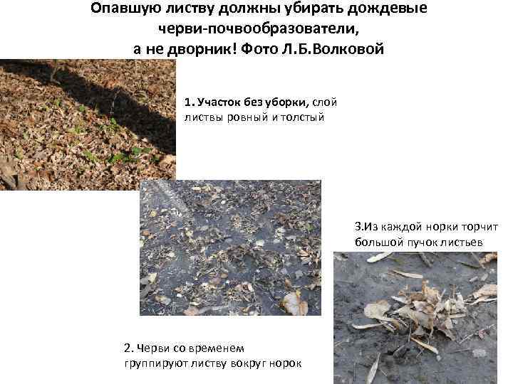 Опавшую листву должны убирать дождевые черви-почвообразователи, а не дворник! Фото Л. Б. Волковой 1.