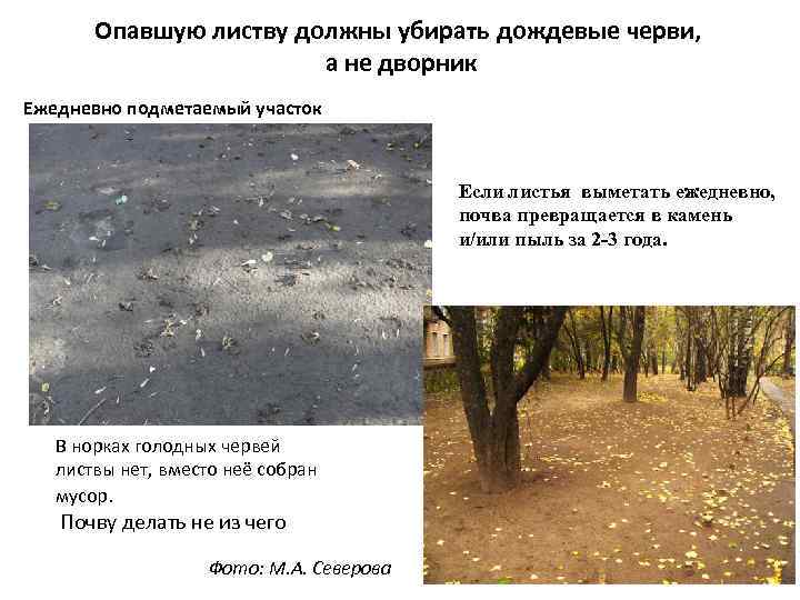 Опавшую листву должны убирать дождевые черви, а не дворник Ежедневно подметаемый участок Если листья