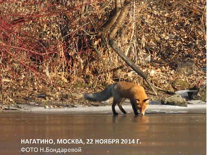НАГАТИНО, МОСКВА, 22 НОЯБРЯ 2014 Г. ФОТО Н. Бондаревой 
