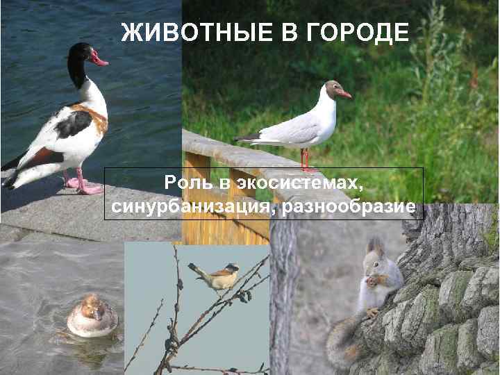 ЖИВОТНЫЕ В ГОРОДЕ Животные в городе Роль в экосистемах, синурбанизация, разнообразие 