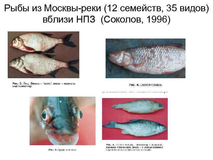 Рыбы из Москвы-реки (12 семейств, 35 видов) вблизи НПЗ (Соколов, 1996) 