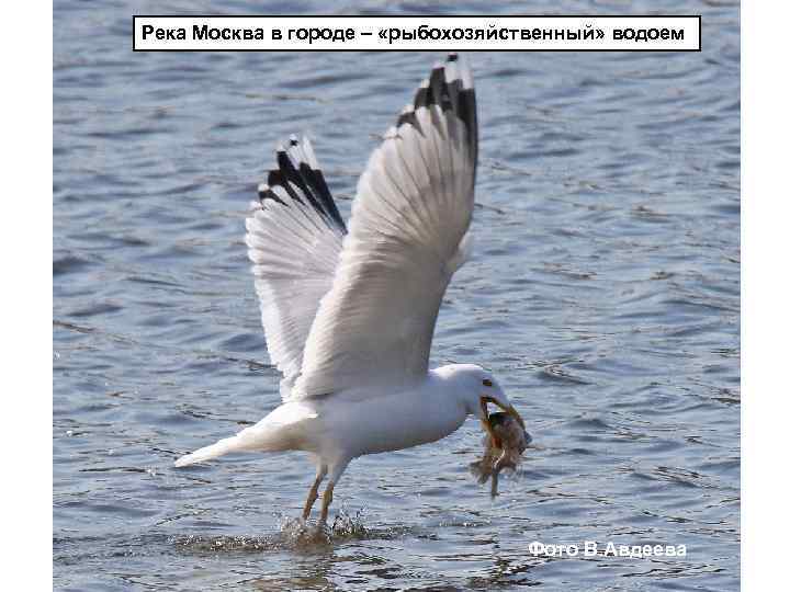 Река Москва в городе – «рыбохозяйственный» водоем Фото В. Авдеева 