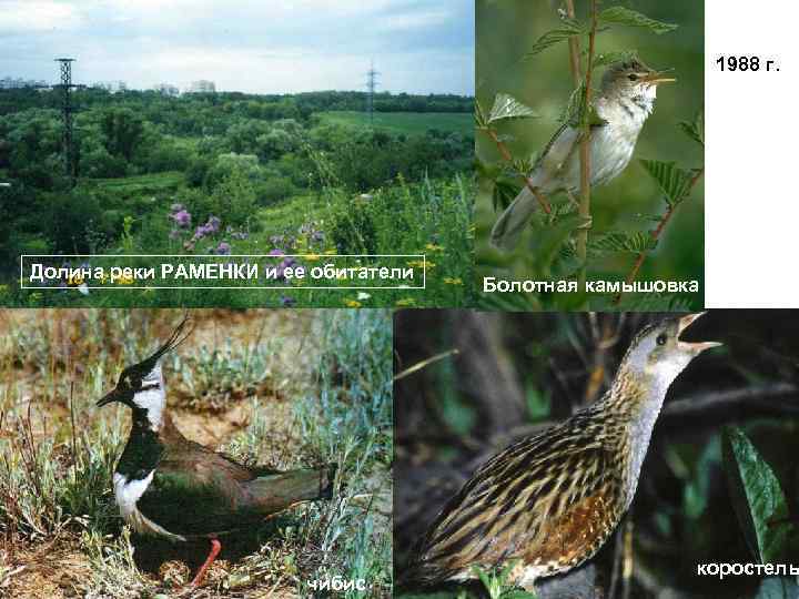 1988 г. Долина реки РАМЕНКИ и ее обитатели чибис Болотная камышовка коростель 