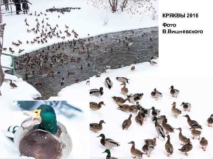 КРЯКВЫ 2016 Фото В. Вишневского 