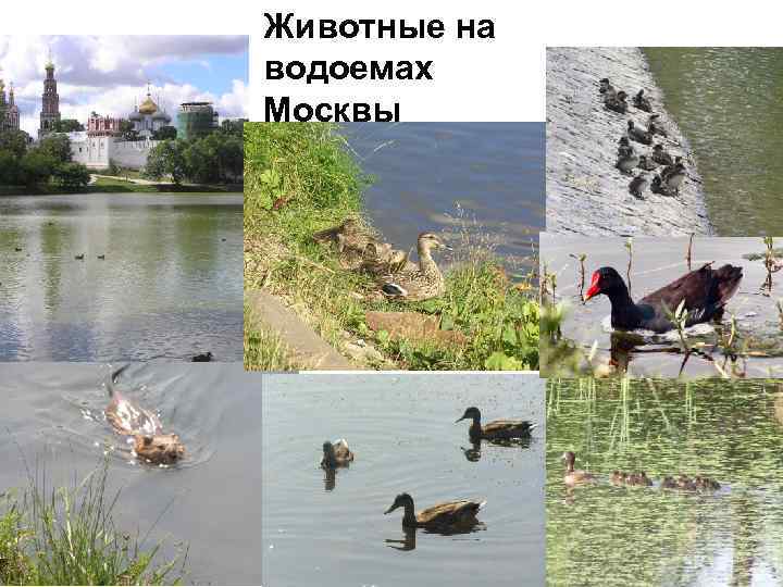 Животные на водоемах Москвы 