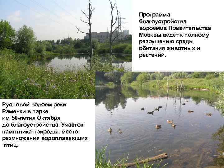 Программа благоустройства водоемов Правительства Москвы ведет к полному разрушению среды обитания животных и растений.
