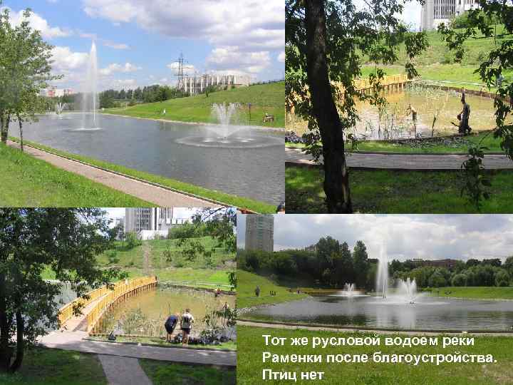 Тот же русловой водоем реки Раменки после благоустройства. Птиц нет 